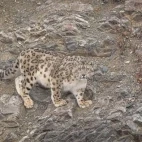 A snow leopard in Mongolia.