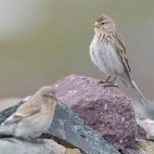 A twite on a rock, in Mongolia.
