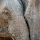Asian elephants in Sri Lanka.