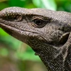 Bengal monitor lizard in Sri Lanka.