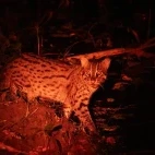 Fishing cat in Sri Lanka.