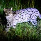 Fishing cat in Sri Lanka.