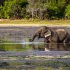 Asian elephant in the water, Sri Lanka.