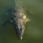 Marsh mugger crocodile in Sri Lanka.