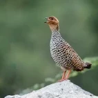 Painted francolin, Sri Lanka