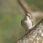 Sri Lanka woodshrike in tree