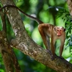 Toque macaque in a tree, Sri Lanka