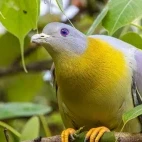 Yellow-footed green pigeon, Sri Lanka