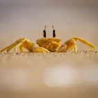 Ghost crab on a beach in Sri Lanka.