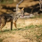 Golden jackal in Sri Lanka.