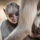 A grey langur baby in Sri Lanka.
