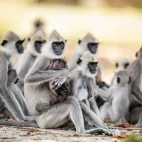 A grey langur troop in Sri Lanka.