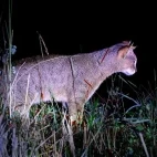 Jungle cat in Sri Lanka.