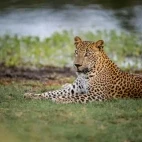 Leopard lying down in Sri Lanka.