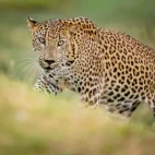 Leopard in Sri Lanka.