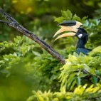 A Malabar pied hornbill in a tree, in Sri Lanka