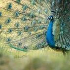Peacock putting on a display in Sri Lanka.