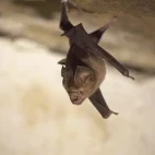 Schneider's leaf-nosed bat in Sri Lanka.