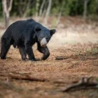 A sloth bear walking in Sri Lanka.
