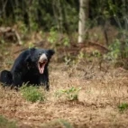 Sloth bear in Sri Lanka.