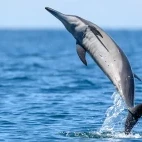 Spinner dolphin in Sri Lanka.