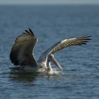 Spot-billed pelican in Sri Lanka.