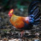 Sri Lankan junglefowl in Sri Lanka.