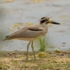 Great thick-knee in Sri Lanka