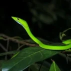 Green vine snake in Sri Lanka