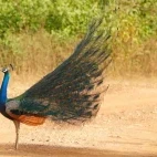 Indian peafowl in Sri Lanka