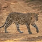 Leopard in Sri Lanka