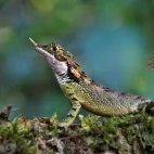 Rhino-horned lizard