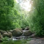 Sri Lankan forest with river