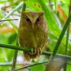 Serendib scops owl