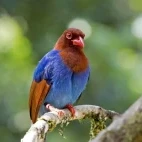 Sri Lanka blue magpie