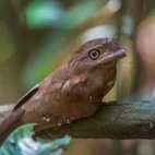 Sri Lanka frogmouth