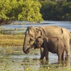 Sri Lankan elephant with calf