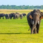 Sri Lankan elephant