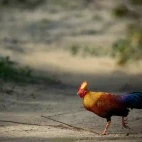 Sri Lankan junglefowl