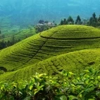 Tea field in Sri Lanka