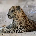 Leopard in Sri Lanka.