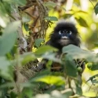 Dusky langur in Thailand.