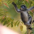 Juvenile dusky langur in Thailand.