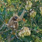 Lar gibbon in Thailand.