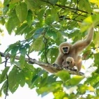 Lar gibbon in Thailand.