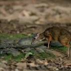 Lesser mouse deer in Thailand.