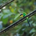 Long-tailed broadbill in Thailand.