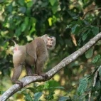 Northern pig-tailed macaque in Thailand.