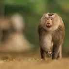 Northern pig-tailed macaque in Thailand.