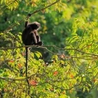 Robinson's banded langur in Thailand.